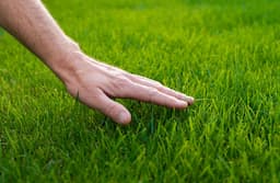 Keep Your Lawn Healthy, Lush & Thriving!